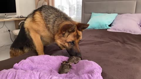 😚 Watch German Shepherd Meets New Baby Kittens For The First Time🐕‍🦺