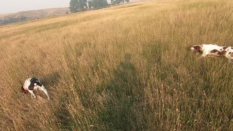 Dogs at the Linde Ranch