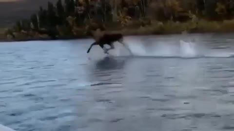 horse running on water