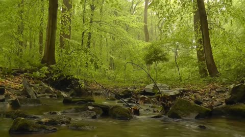 Forest Bathing 🌳 Healing Power of Spring Sounds 🌳 Fresh Morning Ambience & Birds Singing in a Forest