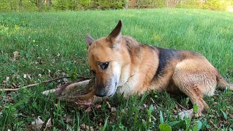 Dog catching his first wild meal