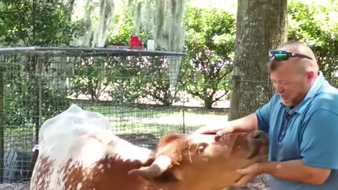 🐄 June the 650 Pound Cow LUVS to be Petted! 🤠