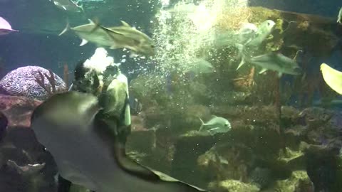 Diver Feeds a Hungry Stingray