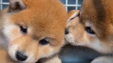 What are you two whispering about #ShibaInuBaby#小奶狗#豆Chai#Shiba Inu