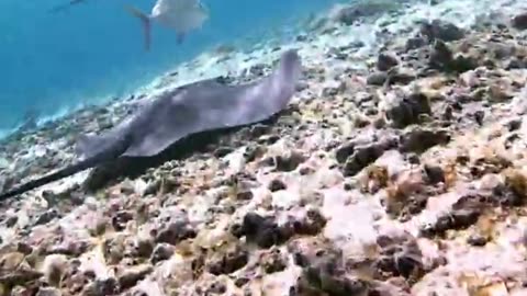 Saw this Epic scene while snorkeling