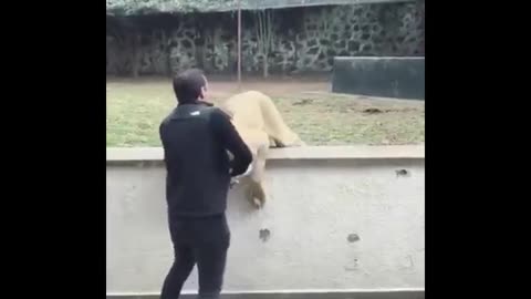 Lion attacks his trainer!!