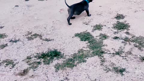 Bully puppy running