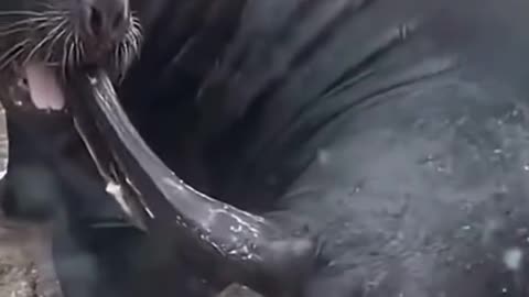 Big animal masturbating