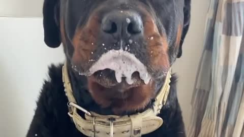 Rottweiler gets Tricked into taking Medicine Tablets 😂