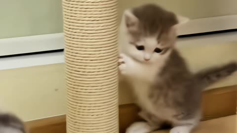 little cat playing happily