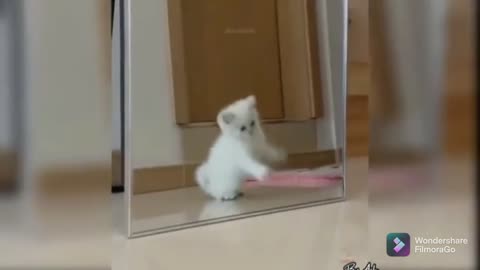 What happened when this silly cat saw her reflection.