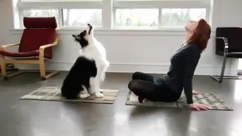 Dogs Doing Perfectly Yoga With His Owner