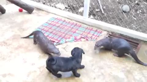 The otters meet the Pug puppy dog. WHAT THE HECK are YOU #otters