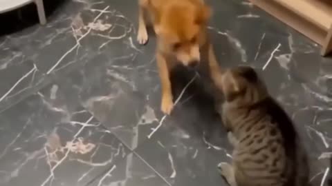 Funniest cats and dogs video 🤣🤣🤣