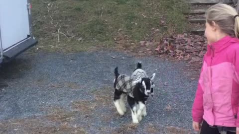 Baby Goats in Coats