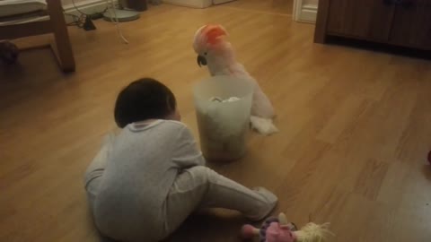 Baby and cockatoo engage in precious playtime