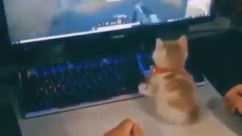 OMG .! KITTY PLAYS PC GAME ..