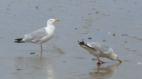 seagulls-gull-sea-nature-bird