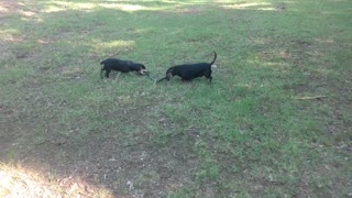 Dachshunds Verses Chicken Snake