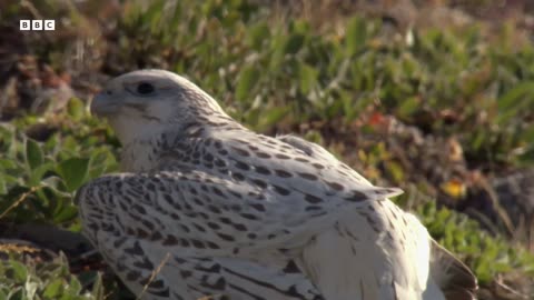 A Baby Falcons First Flight Animal Babies BBC Earth