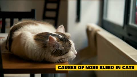 Nose Bleeding in Cats!