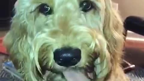 Blonde dog keeps licking nose while laying down