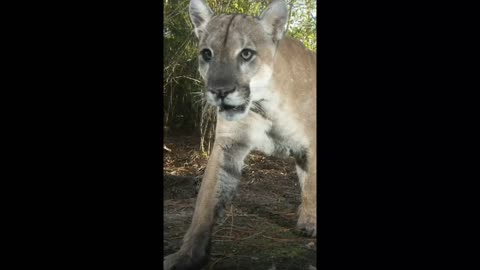 Florida Panther