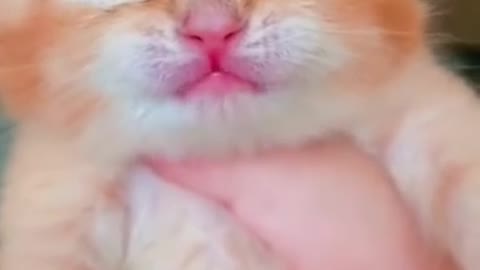 Cat crying 😭😭