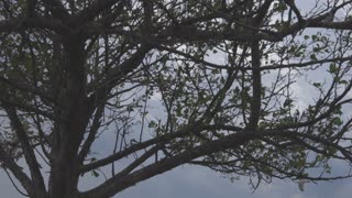 Trees, Beach, Ocean, Boats AND SEAGULLS!!!