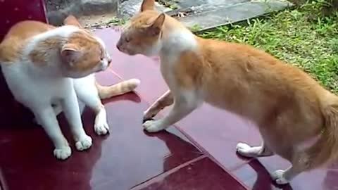 2 cats fighting over each other