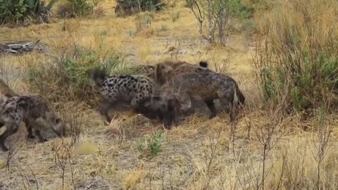 Crocodile suddenly rushed ashore to attack Hyena vs Wild Dog to free Impala - Wild Animals Attacks