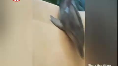 Most funny dolphin