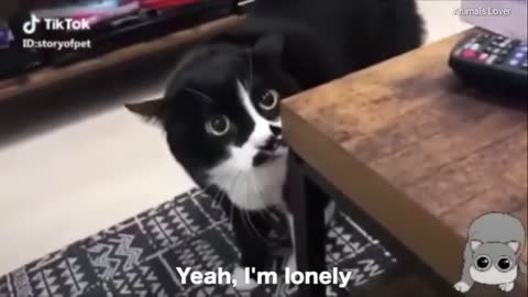 These Cats Talking Better English Than Most Hoomans - Funny and Cute Cats 2