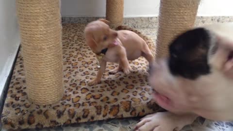 Chihuahua snaps at American Bulldog