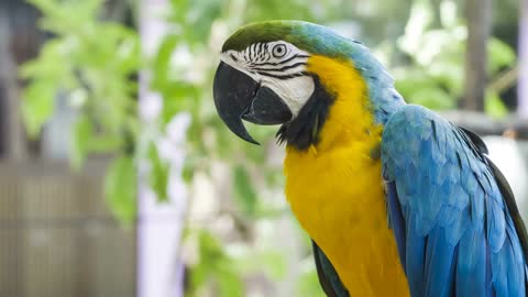 Blue yellow macaw parrot. Blue golden macaw parrot. Ara ararauna. Neotropical parrots macaws