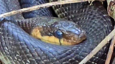 A very nice snake on a branch / close-up.