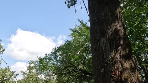 Pushing a pin oak