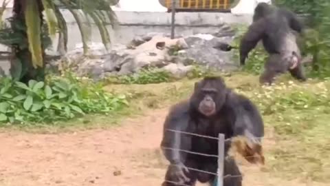 Gorilla's Anger #shorts #shortvideo #video #virals #videoviral