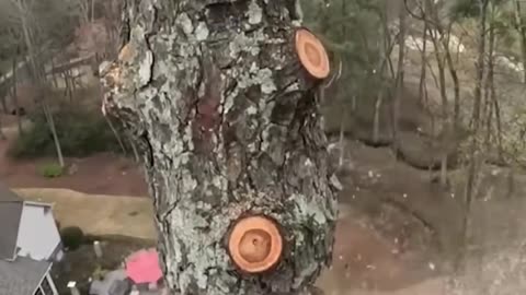 How To Perfectly Cut A Tree Down