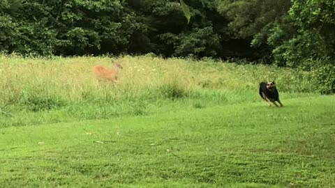 Wild Deer and Doggy Play Friendly Game of Tag