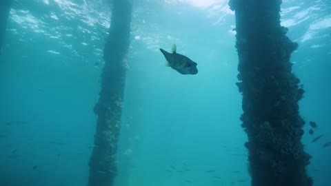 A puffer fish swimming underwater around underwater post at pier underside