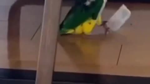 Hungry Parrot Throws a Tantrum! Hilarious Bird Video You Can't Ignore