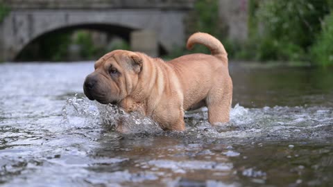 Splash Zone: Dogs Taking the Plunge