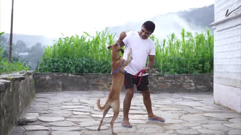 DOG TRAINING VIDEO|