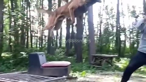 Incredible Animal Agility