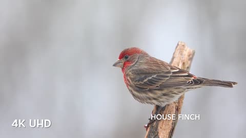 Colorful birds in 4k_ planet Earth in 4k, UHD, _Reluxing sound _Beautiful Nature