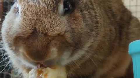 🍌🐰 #bunny #petrabbit #petbunny #rabbitrabbit #rabbite #animalphotos #animals #cute #animalpictures