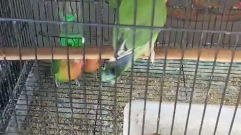 green parrot in cage