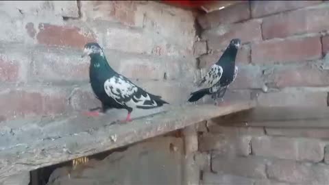 Beautiful pigeon breeder pair best flying dubb wala