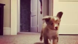 Slow motion video of brown puppy running towards camera guy in background behind door